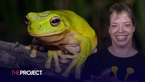 Aussies Called On To Count Frogs