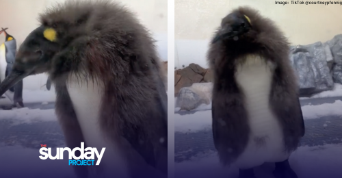 Pesto The Penguin Losing Fluff As He Enters Awkward Teenage Phase