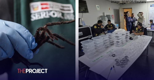 Man Arrested After Attempting To Smuggle 320 Tarantulas Strapped To His Body