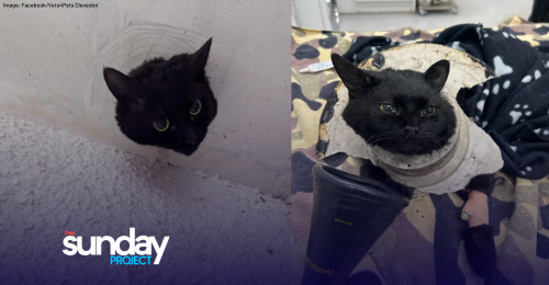 Unlucky Cat Rescued From Drainpipe By Firefighters