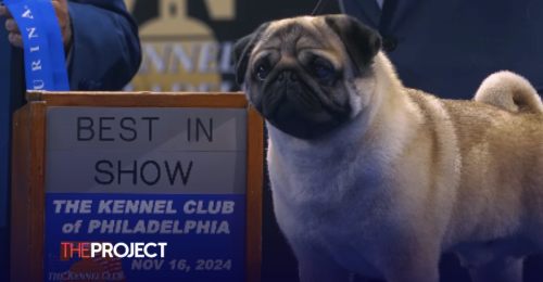 Vito The Pug Wins Best In Show At 2024 National Dog Show