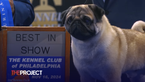 Vito The Pug Wins Best In Show At 2024 National Dog Show