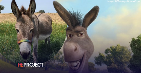 Perry, The Real-Life Donkey Who Inspired Iconic ‘Shrek’ Character, Dies Aged 30