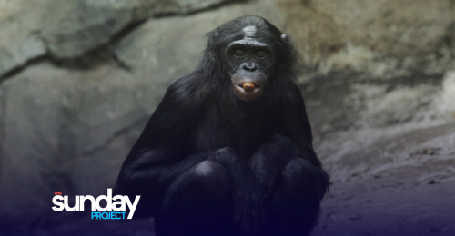 Parachutist Lands In Chimp Zoo Enclosure By Mistake