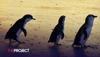 Penguin Divorce Rates Soar On Phillip Island