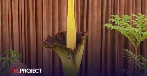 Sydney's Corpse Flower 'Putricia' Is Now Blooming