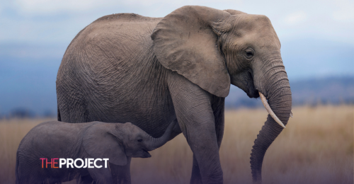 US Judge Rules Elephants Are Not People - Network Ten