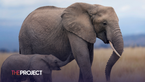 US Judge Rules Elephants Are Not People