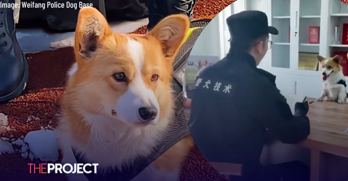 China’s First Corgi Police Dog Loses Bonus After Misbehaviour