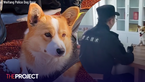 China’s First Corgi Police Dog Loses Bonus After Misbehaviour