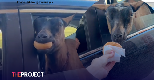 Goat Served Doughnut At Drive-Thru