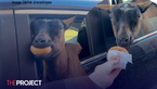 Goat Served Doughnut At Drive-Thru