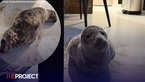 Guest Returns To Their Beachfront Hotel Room And Finds A Seal Taking A Nap Inside