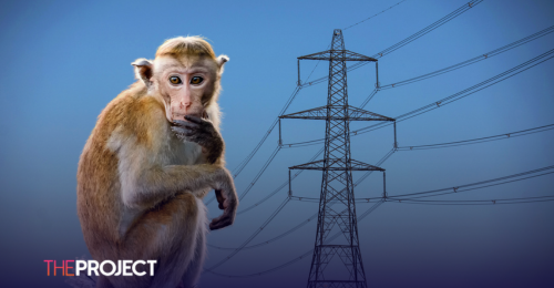 Monkey Triggers Nationwide Power Outage In Sri Lanka