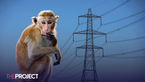 Monkey Triggers Nationwide Power Outage In Sri Lanka