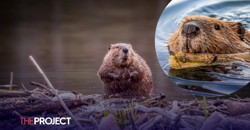 Beavers Save Czech Republic Government $1.97 Million By Building Dam In Two Days