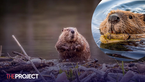 Beavers Save Czech Republic Government $1.97 Million By Building Dam In Two Days