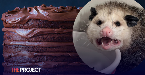 Nebraskan Opossum Hospitalised After Eating An Entire Chocolate Cake