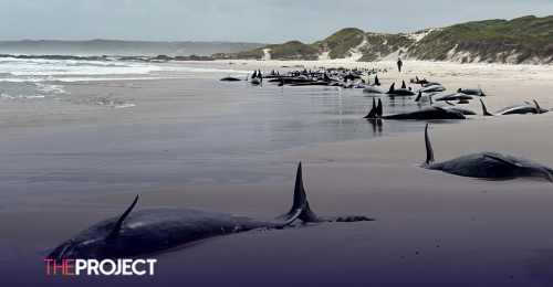 Mass Whale Stranding On Remote Beach In Tasmania