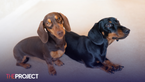 Woman Partially Eaten By Two Sausage Dogs After Passing Away