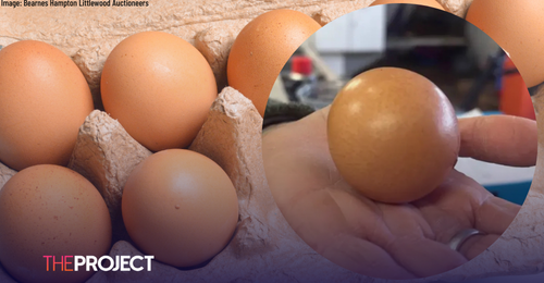 Perfectly Round Egg Sells At Auction For More Than $500
