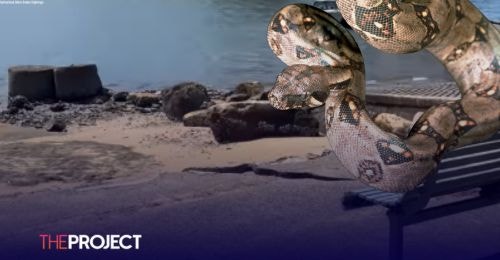 Boa Constrictor Threatens Wildlife After Being Spotted On The Loose In Sydney