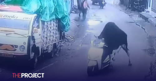 Bull Caught On Camera Riding A Scooter In India