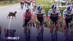 Goat Causes Chaos During Giro d'Italia Race