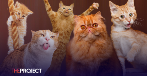 Scientists Confirm That Ginger Cats Are Genetically… Freaks