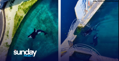 Fears For Welfare Of Two Orcas & 12 Dolphins After Being Abandoned At Closed Marine Park