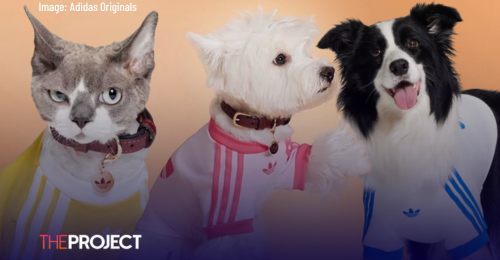 Adidas Originals Releases Pet Collection, And The Photos Are Too Cute