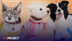 Adidas Originals Releases Pet Collection, And The Photos Are Too Cute