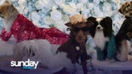 New York’s Own Pet Gala Sees Dogs Dressed To The Nines