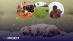 The Sweetest Reason Why Your Dog Might Be Moving In Its Sleep