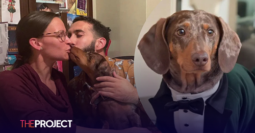 NY Judge Rules That Dog Counts As ‘Immediate Family’ In Emotional Distress Case