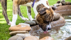The Dog House Australia S2 Ep 5 Network Ten The Dog House Australia S2 Ep 5 Network Ten