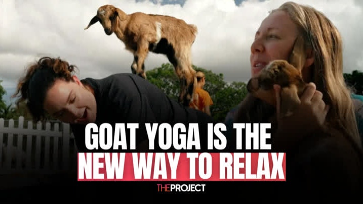 Goat Yoga The New Way To Relax For Humans And Goats - Network Ten